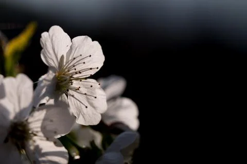Spring, cherry blossoms Stock Photos
