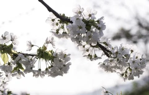 Spring, cherry blossoms Stock Photos