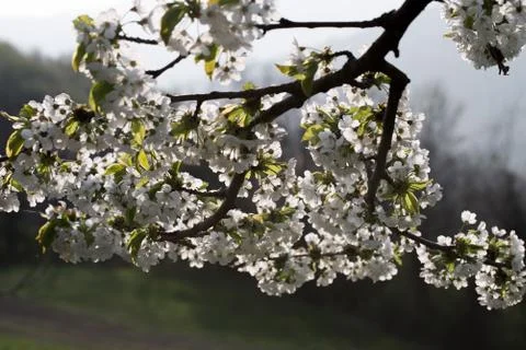Spring, cherry blossoms Stock Photos
