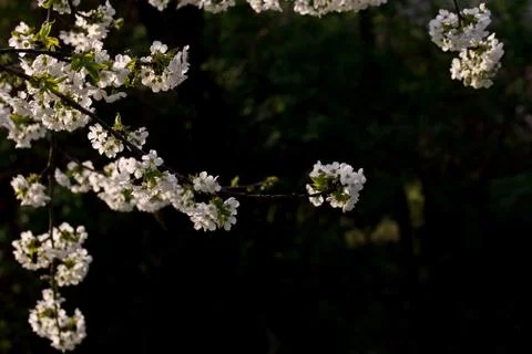 Spring, cherry blossoms Stock Photos