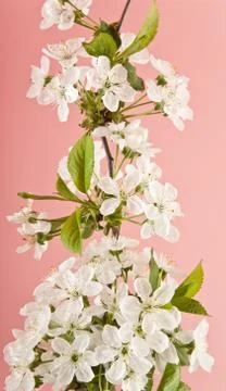 Spring cherry blossoms Stock Photos
