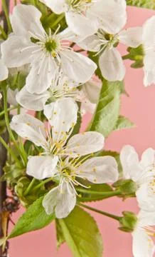 Spring cherry blossoms Stock Photos
