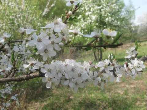Spring cherry blossoms Stock Photos