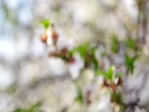 Spring Cherry blossoms, pink flowers. blue sky. sakura flowers. Stock Footage 80063450