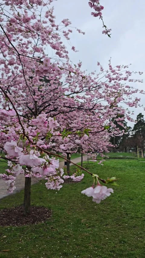 Spring cherry blossoms on a rainy day, vertical format Stock Footage 330908055