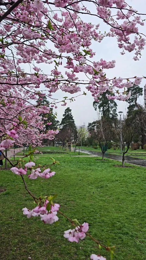Spring cherry blossoms on a rainy day, vertical format Stock Footage 330908236