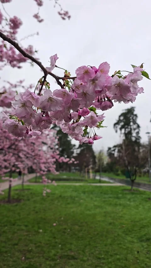 Spring cherry blossoms on a rainy day, vertical format Stock Footage 330908551