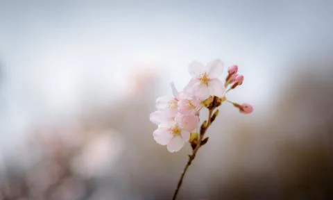 Spring Cherry blossoms soft focus Stock Photos