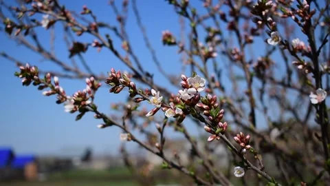 Spring cherry blossoms in the summer garden Stock Footage 172429341