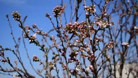 Spring cherry blossoms in the summer garden Stock Footage 172429348