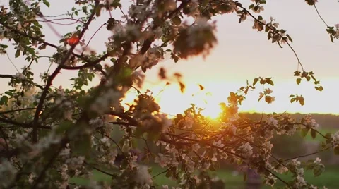 Spring cherry blossoms, at sunset with sun flare Stock-Footage 55904905