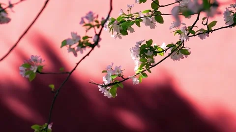 Spring Cherry Blossoms Swaying Gently Against Traditional Red Palace Walls Stock Footage 342021382