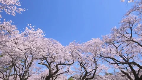 Spring cherry blossoms tree. Beautiful scenery of Japan. low angle shot vie.. Stock Footage 272451870