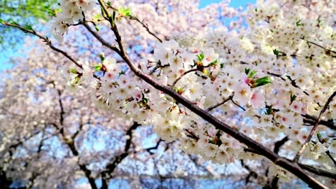 Spring cherry blossoms tree. Beautiful scenery of Japan. low angle shot vie.. Stock Footage 272453621