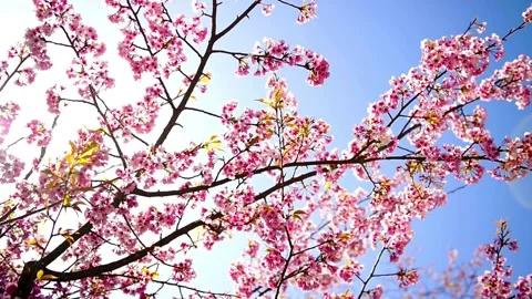 Spring cherry blossoms tree. Beautiful scenery of Japan. low angle shot vie.. Video stock 272455411