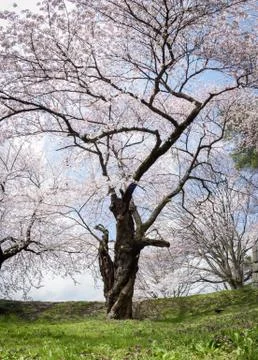 Spring Cherry blossoms tree Stock Photos