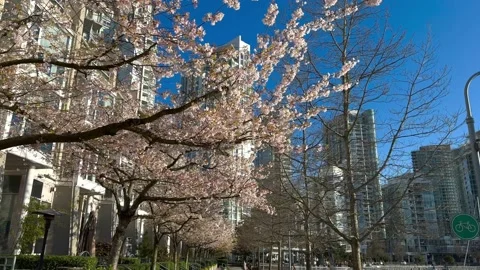 Spring Cherry Blossoms in Vancouver along sidewalk looking up skyscrapers Stock Footage 239073293