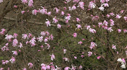 Spring cherry blossoms Vancouver BC 動画素材 24512618