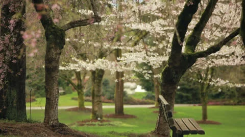 Spring cherry blossoms Vancouver BC Stock Footage 24515409