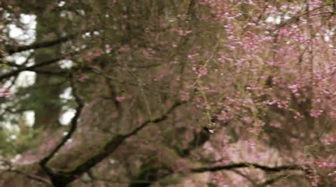 Spring cherry blossoms Vancouver BC Stock Footage 24516054