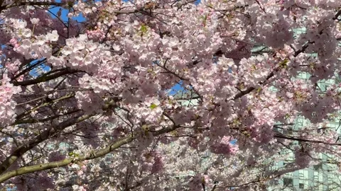 Spring Cherry Blossoms in Vancouver Close Up Stock Footage 239073228