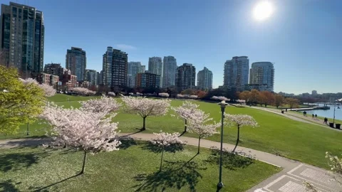 Spring Cherry Blossoms in Vancouver David Lam Park Stock Footage 239073423