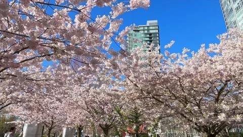 Spring Cherry Blossoms in Vancouver Stock Footage 239073296