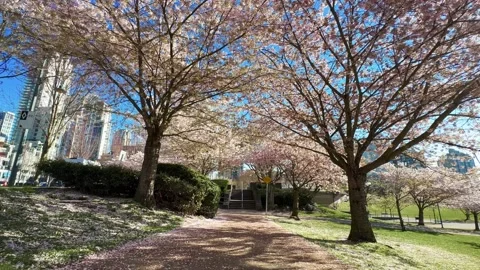 Spring Cherry Blossoms in Vancouver looking up at trees Stock Footage 239073352