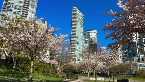 Spring Cherry Blossoms in Vancouver looking up towards the blue sky Stock Footage 239073383