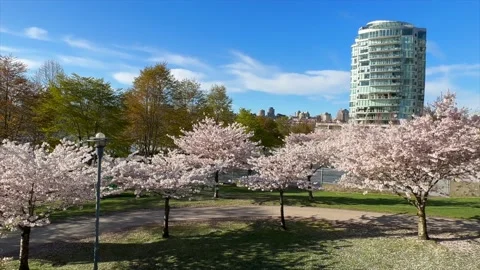 Spring Cherry Blossoms in Vancouver pan shot Stock Footage 239073304