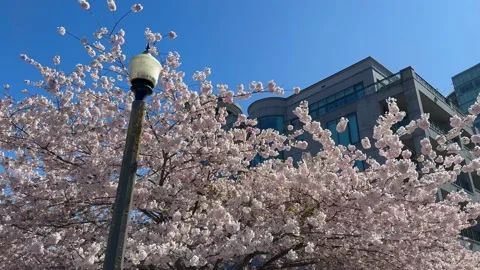 Spring Cherry Blossoms in Vancouver Stanley Park Stock Footage 239073234