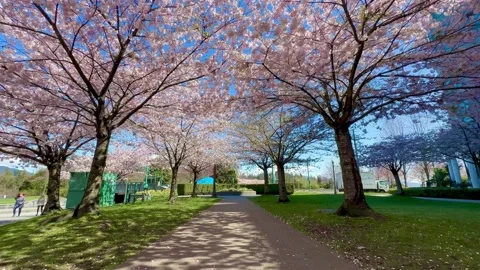 Spring Cherry Blossoms in Vancouver Stanley Park full blossom Stock Footage 239076387