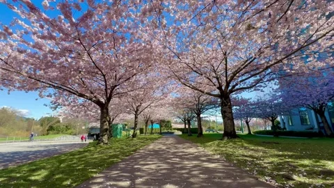 Spring Cherry Blossoms in Vancouver Stanley Park Stock Footage 239076865