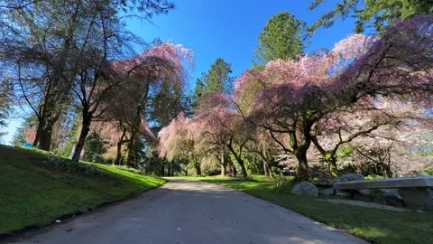 Spring Cherry Blossoms in Vancouver valley of trees Stock Footage 239073365