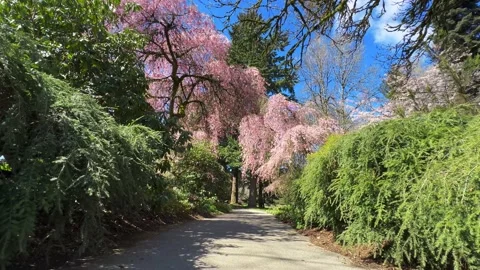 Spring Cherry Blossoms in Vancouver VanDusen Gardens Stock Footage 239073353