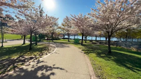 Spring Cherry Blossoms in Vancouver walkway Stock Footage 239073334