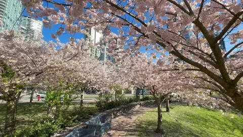 Spring Cherry Blossoms in Vancouver walkway of blooms Stock Footage 239077355