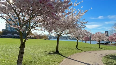 Spring Cherry Blossoms in Vancouver's David Lam Park Stock Footage 239073347