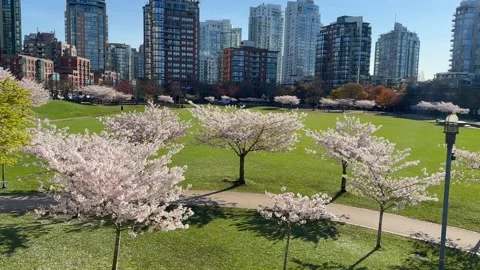 Spring Cherry Blossoms in Vancouver's David Lam Park Stock Footage 239073751