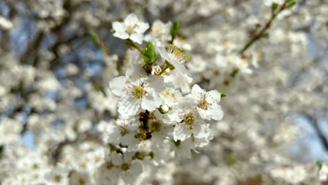 Spring Cherry blossoms, white flowers on blue sky 스톡 동영상 175939341