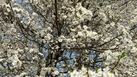 Spring Cherry blossoms, white flowers on blue sky Video stock 175941949