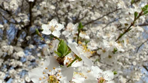 Spring Cherry blossoms, white flowers on blue sky Stock Footage 175947914