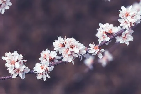 Spring cherry blossoms, white flowers. Fruit tree branch. Blooming sakura. Stock Photos