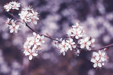 Spring cherry blossoms, white flowers. Fruit tree branch. Blooming sakura. Fl Stock Photos