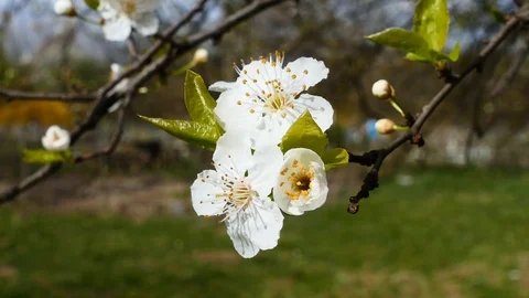 Spring cherry branch in bloom bloom Stock Footage 126098032