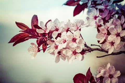 Spring cherry branch blooming Stock Photos