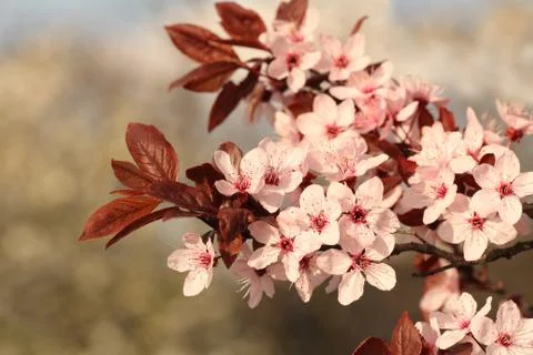 Spring cherry branch blooming Stock Photos