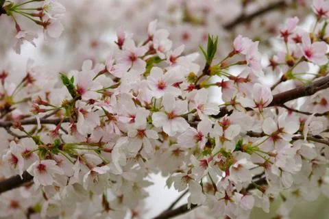 Spring cherry branch covered with white blossom Stock Photos