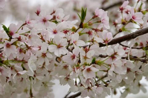 Spring cherry branch covered with white blossom Stock Photos