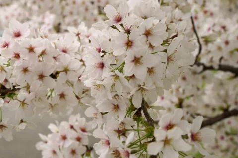 Spring cherry branch covered with white blossom Stock Photos